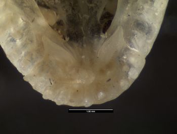 Media type: image;   Herpetology R-119716